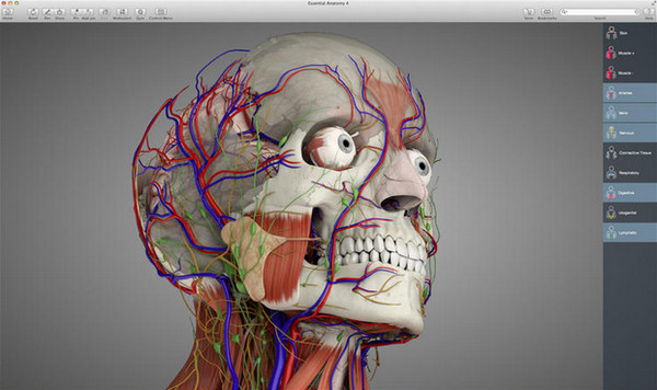 Essential Anatomy 4 for mac