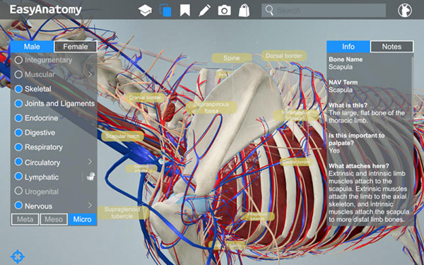 EasyAnatomy