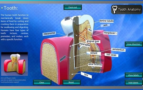 Tooth Anatomy