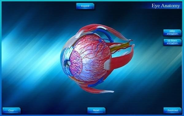 Eye Anatomy 3D