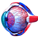 Eye Anatomy 3D