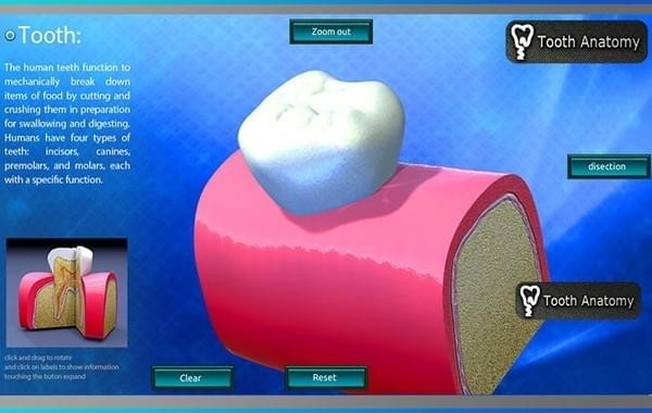 Tooth Anatomy