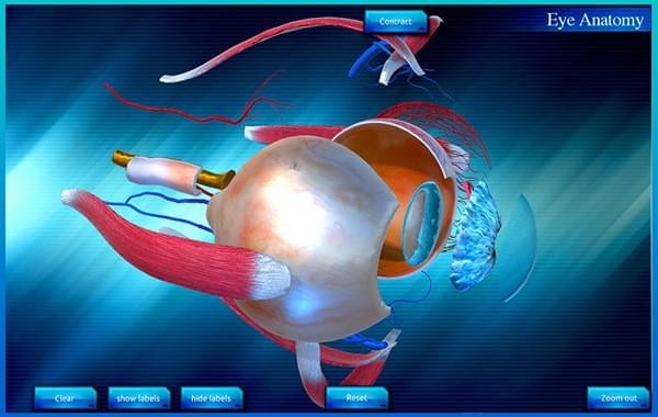 Eye Anatomy 3D