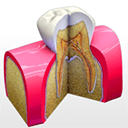 Tooth Anatomy