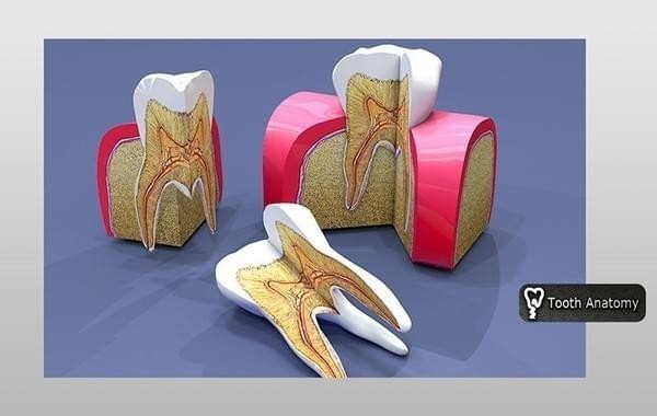 Tooth Anatomy